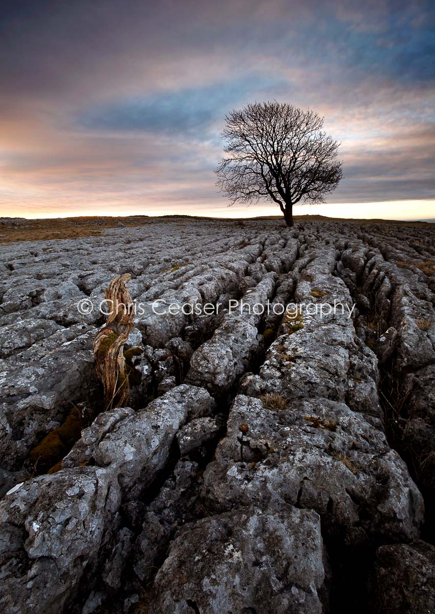 Withered, Malham Cove