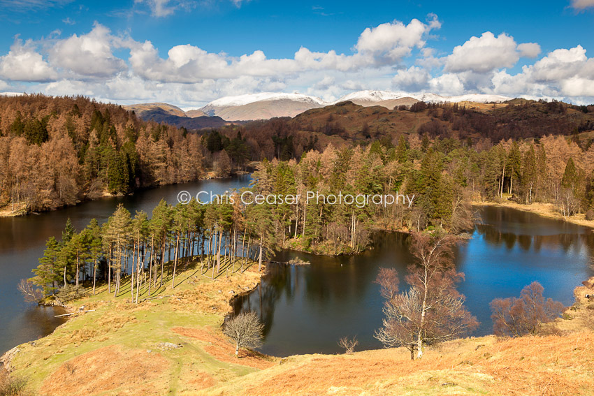 Spring At Tarn Hows, Coniston