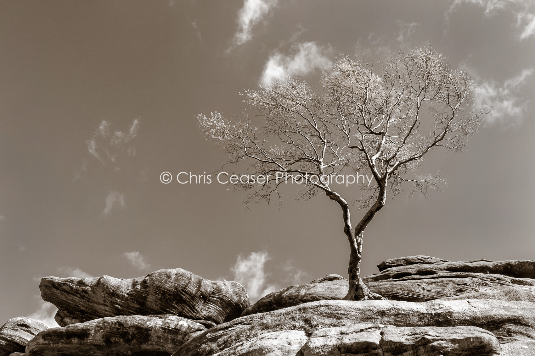 Tree & Rock, Brimham Rocks