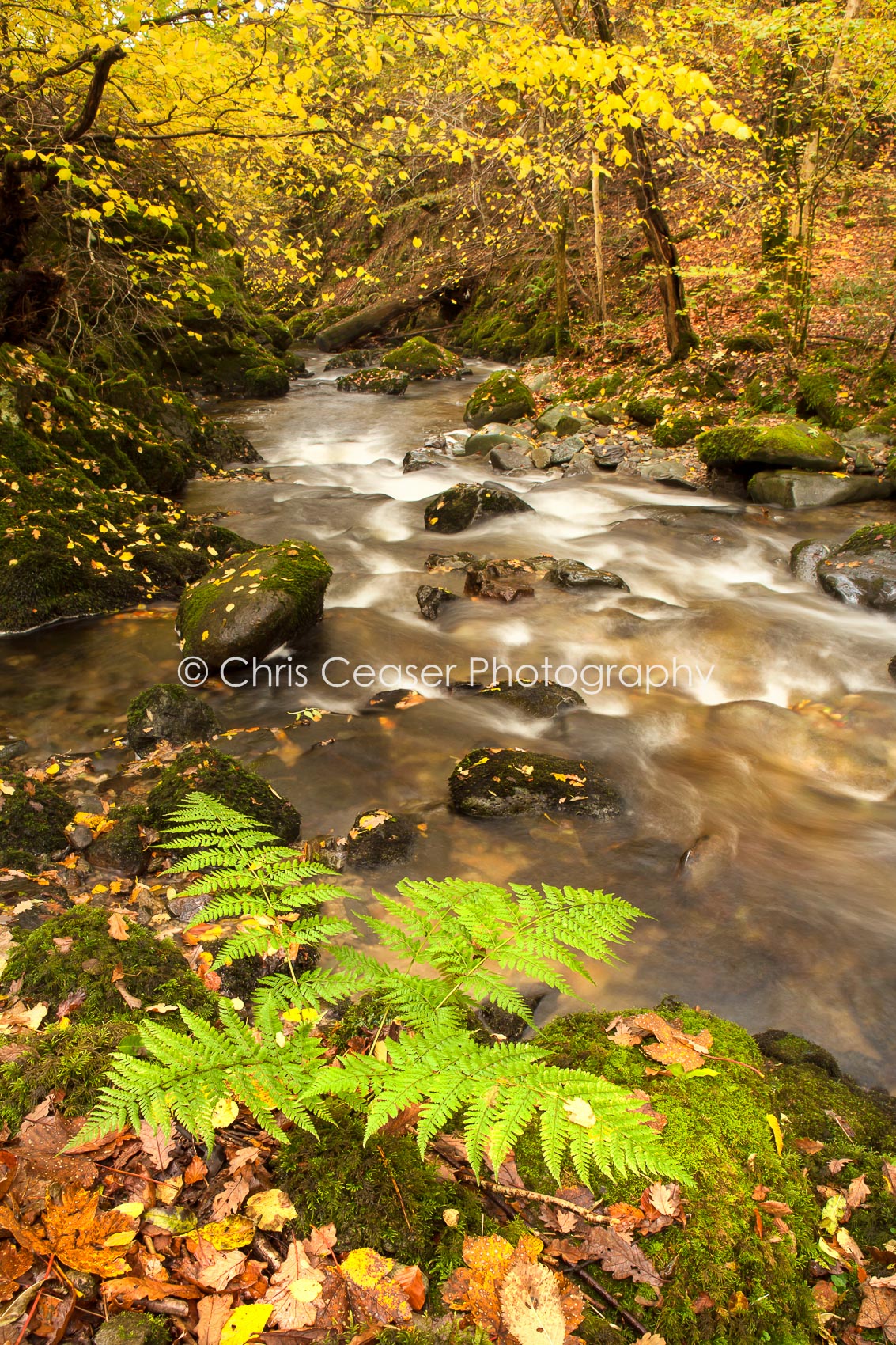 Autumn By The Beck, Lake District