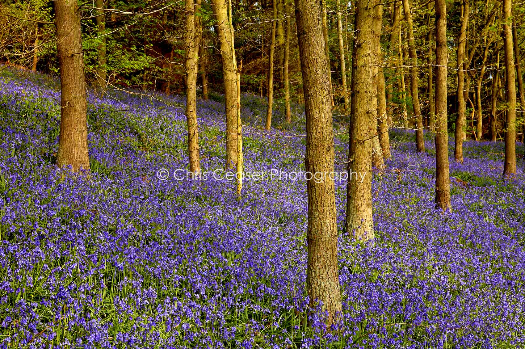 Bluebell Wood, North Yorkshire