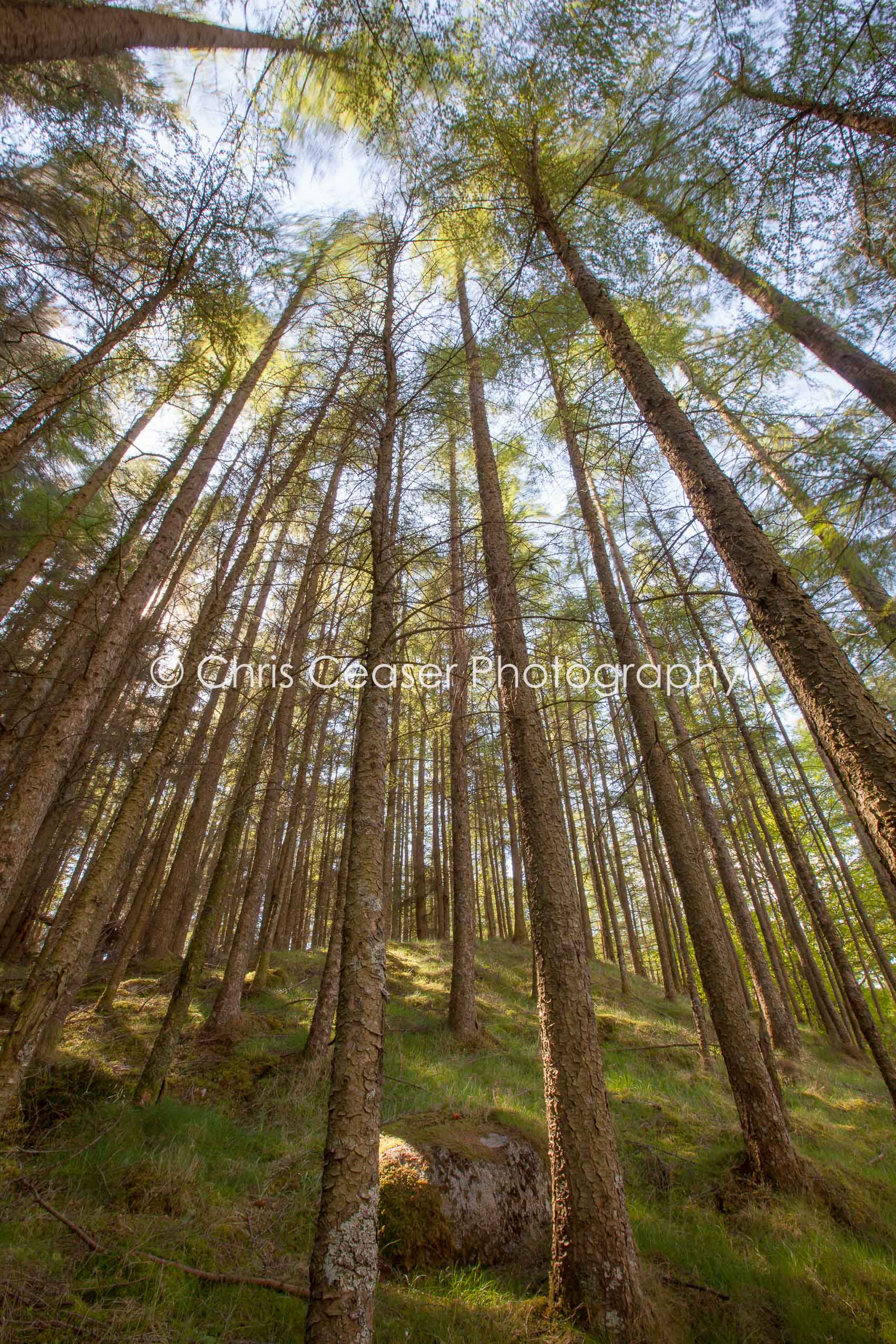 Tall Trees, Scotland