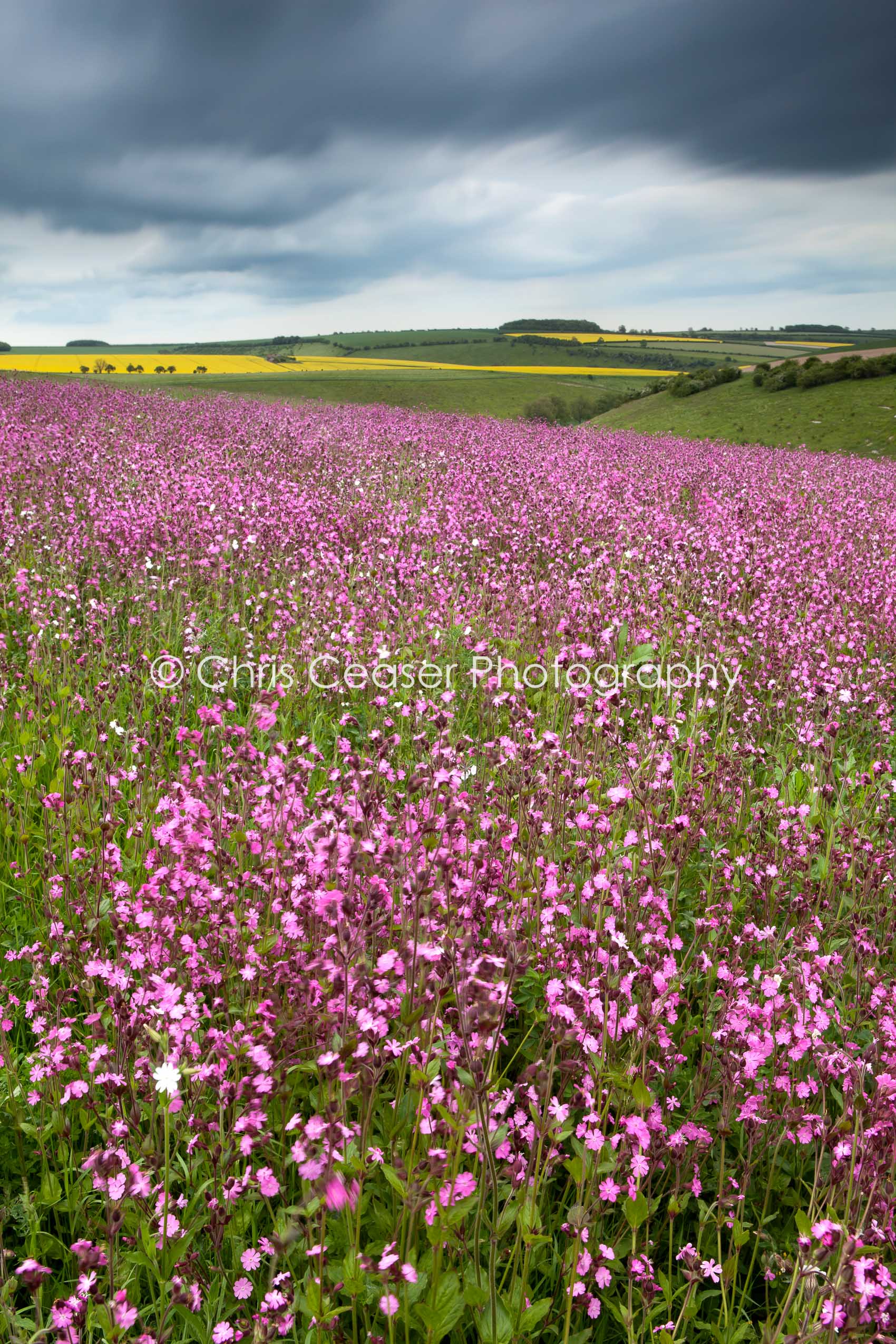 Red Campion, Yorkshire Wolds