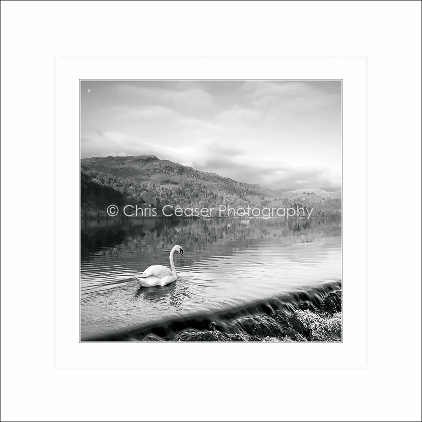 Card SQ13 - Moonlit Swan