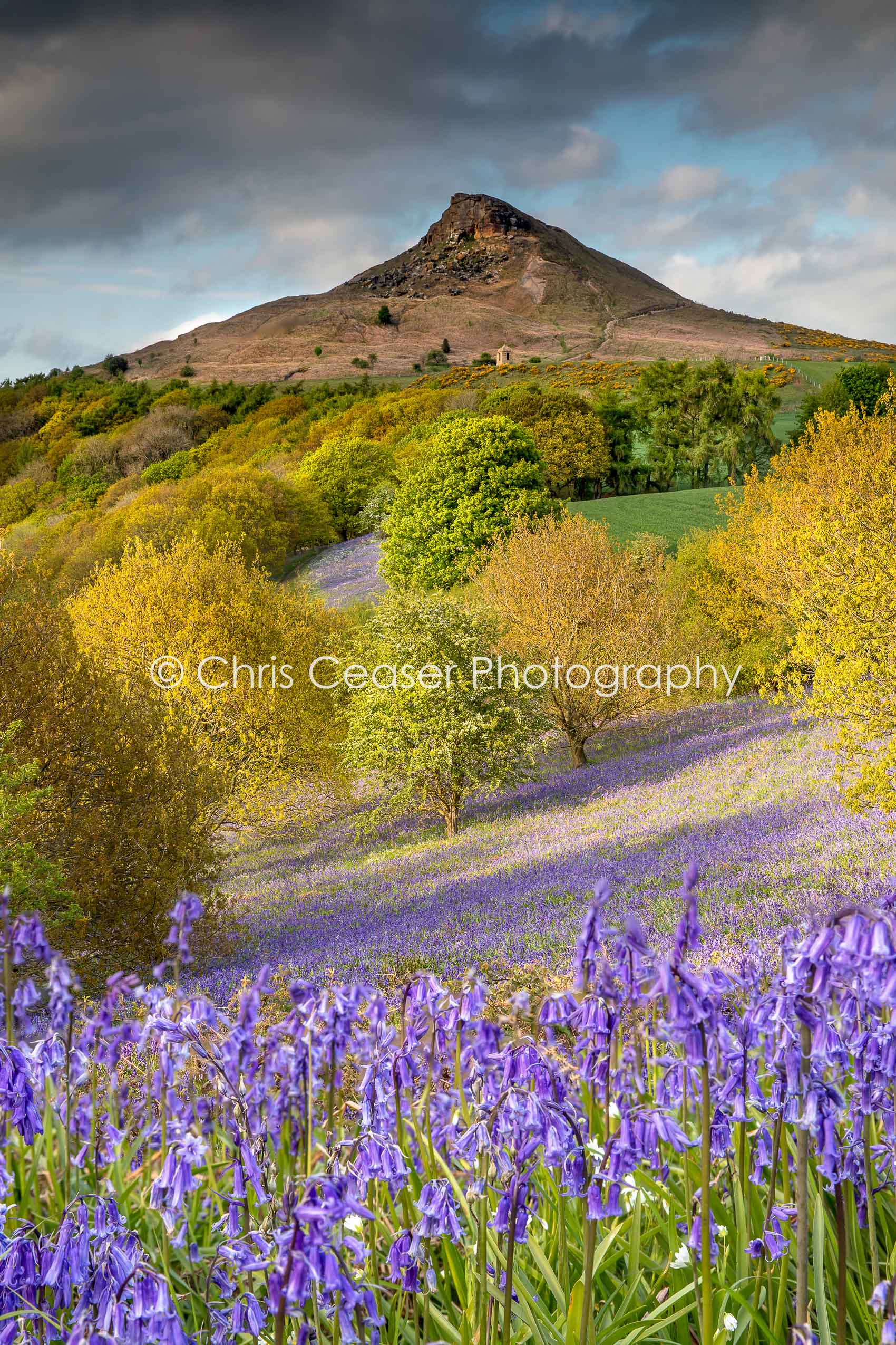 Spring Colours, Roseberry Topping