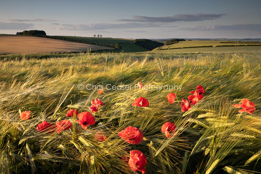 Fields Of Dreams, Yorkshire Wolds